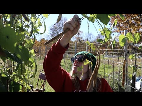 Let's Harvest Scarlet