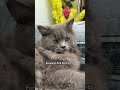 Are You pro?! 🌱❤️🤏 #cat #catentertainment #catmusic #kitten #catvideos #cute #viral