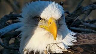 DECORAH EAGLES IOWA ❤️ MOST BEAUTIFUL CLOSE-UPS OF DECORAH EAGLES DAD 💕 MOM