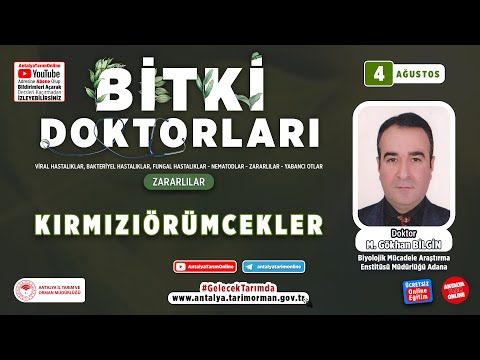 Video: Kırmızı Örümcek Akarı Sorunları - Kırmızı Örümcek Akarları Nasıl Kontrol Edilir