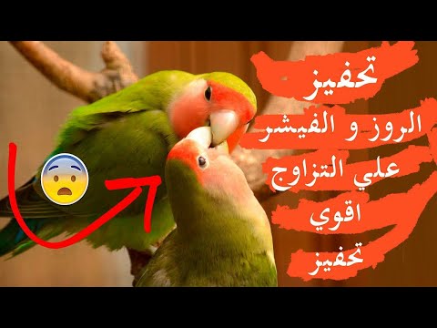 تحفيز الفيشر او الروز