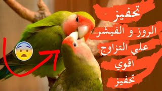 تحفيز الفيشر او الروز على التزاوج  بعد سماع هاذا الصوت  بإذن الله