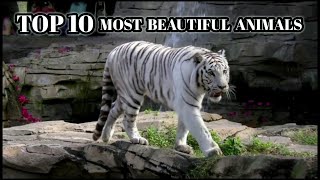Top 10 Most Beautiful Animals