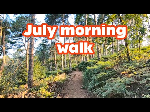 Early Morning Forest Walk - Virtual Scenery For Treadmill Workout - Walking Through English Woods