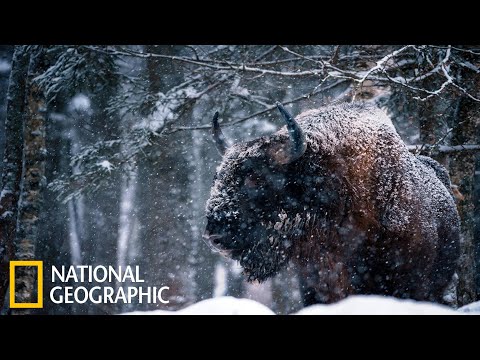 Дикая Природа России Документальный Фильм National Geographic Full Hd