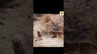 Leopard Attack Warthog: The Leopard's Lightning Assault #LeopardAttackWarthog #short