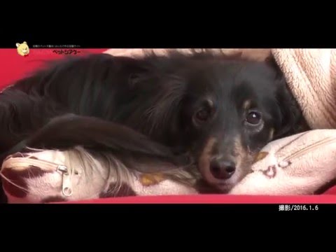 自らお腹を見せてくる犬 Youtube