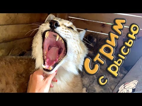 Рысь Умка в прямом эфире! - Рысь Умка в прямом эфире!