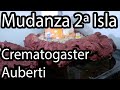 Mudanza de Crematogaster Auberti a la Segunda Isla del Vivario. Hormiguero de Tierra y Espuma