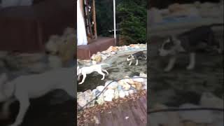 Siz Kime Şekil Yapıyosunuz