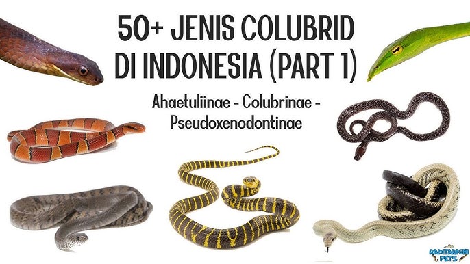 Xususiy porno video yaratilgan Agar sperma ogizga kirsa