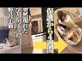 先住猫が繋いだ縁は運命的!保護から4週間で元野良子猫が◯◯になっちゃった!