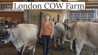 ❤ Diary Farm In London UK | English Girl Farmer | Cow Farm London UK | Fresh Milk | British farming❤