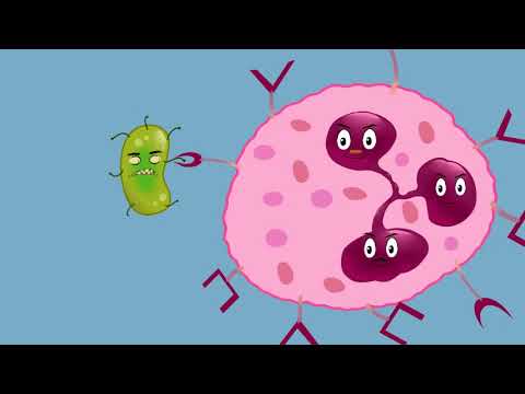 Video: ¿Quién descubrió el proceso de fagocitosis?