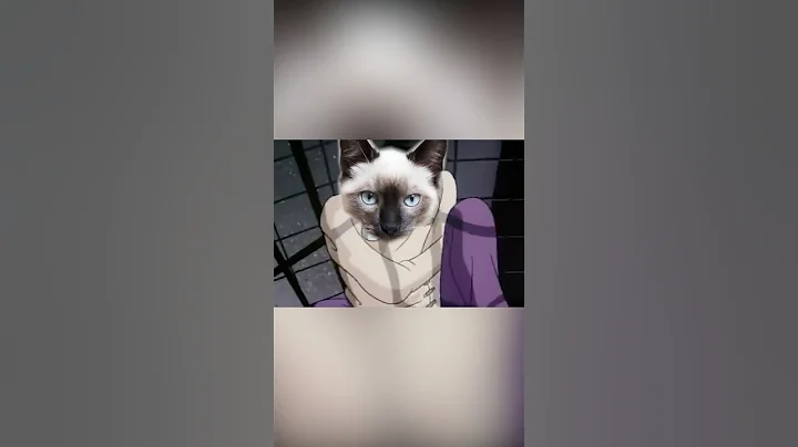 Video 11763971: siamese cat, siamesecat, cats hate, catlife, catlover, kitty