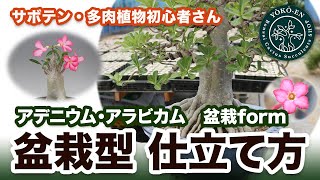 【 多肉植物 】アデニウム・アラビカム　盆栽型の紹介と作り方