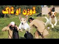 ویدیوهای خنده دار پشتو 2021 توسط Dir Maidan Vines Doozan Vs Dog 