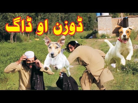 ویدیوهای خنده دار پشتو 2021 توسط Dir Maidan Vines Doozan Vs Dog 