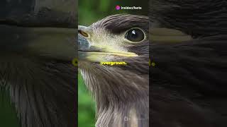 Why Eagles Break Their Beaks:The truth #facts #factshorts #birds #youtubeshorts #shorts #shortsvideo