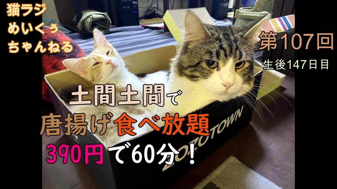 焼肉きんぐ プレミアムコースが凄い Maine Coon 第131回猫ラジ 店員さんの対応も完璧 赤ちゃんメインクーン日目 Youtube