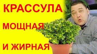 Как вырастить МОЩНУЮ и ЖИРНУЮ КРАССУЛУ (ТОЛСТЯНКУ) ВСЕМ НА ЗАВИСТЬ [СТОИТ ГЛЯНУТЬ]