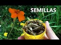 Recolectando semillas de cempasuchil silvestre #cempasuchil #cempasúchil #flores #plantas #campo