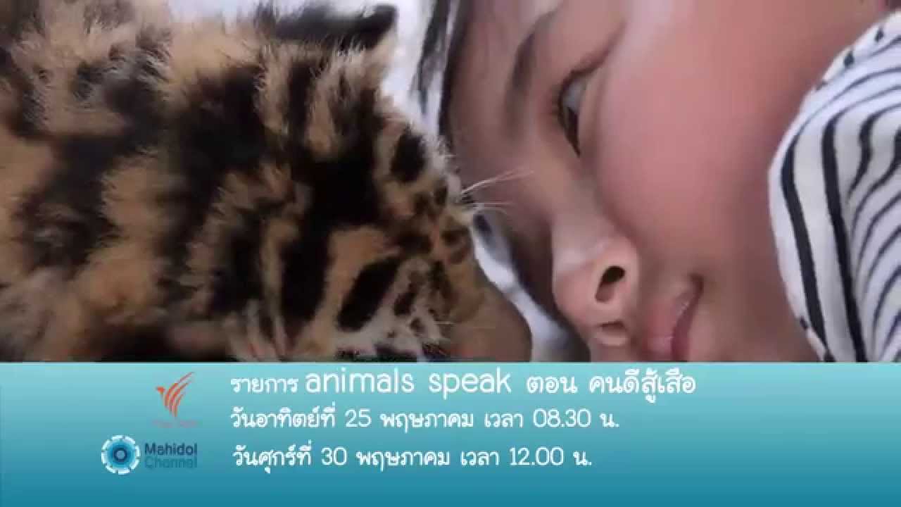 (PV) Animals Speak : คนดีสู้เสือ (25 พ.ค. 57) การเลี้ยงเสือในวิถีของพุทธศาสนา