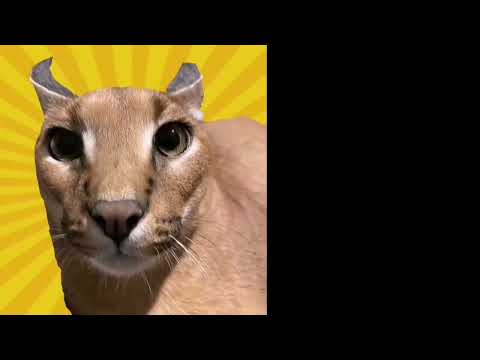 Шаблон для мемов