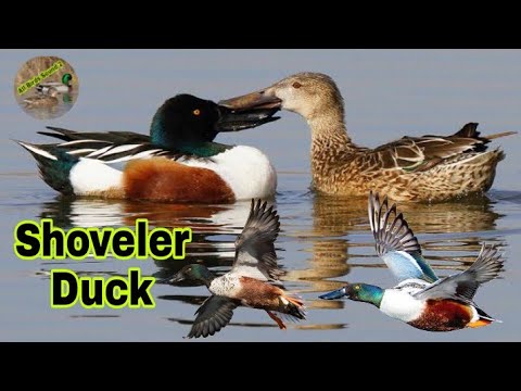 Shoveler Duck Call Sound Shoveler Ki Awaz