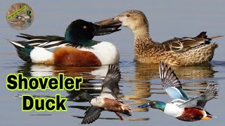 Shoveler duck call sound || Shoveler ki awaz