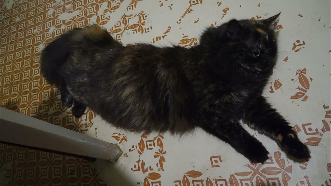 звуки чтобы привлечь внимание кота. брачный зов кошки. кошка просит кота. звуки котов в брачный период. кот зовет кошку в брачный.