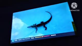 Alligator 101