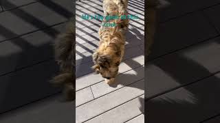 Wicket the Briard  Trade Up #clickertraining