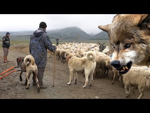 KURTLARLA GEZEN ÇOBAN KÖPEĞİ ! ( 1.BÖLÜM ) KURT KIZANINA GİDEN SÜRÜ KÖPEĞİ, DİŞİ KURT VE KANGAL DOGS