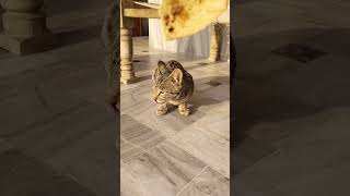 cat | cat sound | cat aawaz | cat aawaj | billi ki aawaz | billi aawaj | billi sound |billi |#shorts
