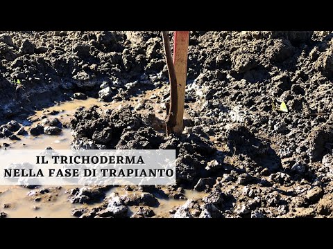 Video: Puoi mangiare il tricoderma?