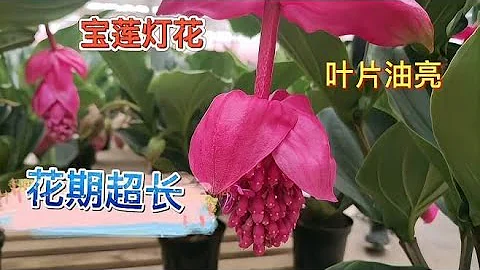 家里如何养好一盆漂亮的宝莲灯花，请看视频！养殖方法和注意事项 - 天天要闻