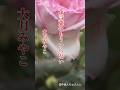 ♪︎花言葉はもういらない,,,3# 大月みやこ #昭和歌謡