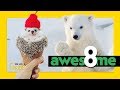 Animal Facts and Trivia