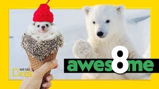 Celebrity Cutest Critters You'll Want to Cuddle | Awesome 8 Net Worth