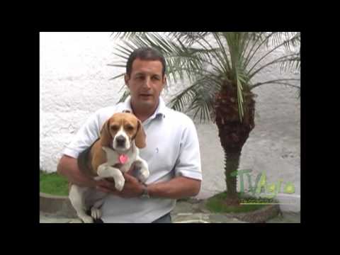 Video: Cómo entrenar a un cachorro de Beagle