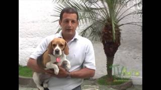 Cómo entrenar un perro Beagle - TvAgro por Juan Gonzalo Angel