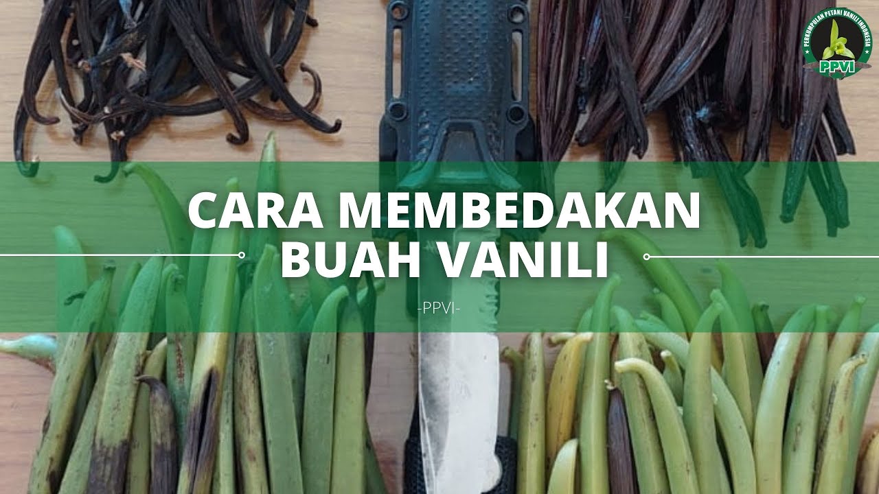 CARA MEMBEDAKAN BUAH VANILI (kualitas baik dan kurang baik)