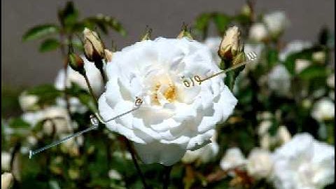 سورة غافر بصوت ياسر الدوسري