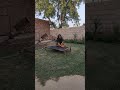 Village beautiful evening routine #villageliferoutine #pakistanivillagelife #desertwomenvillagelife