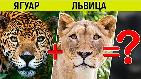 Что будет если скрестить ягуара и льва? // Удивительные гибриды больших кошек, которых вывели люди