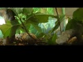 360° Leafcutter Ant Colony