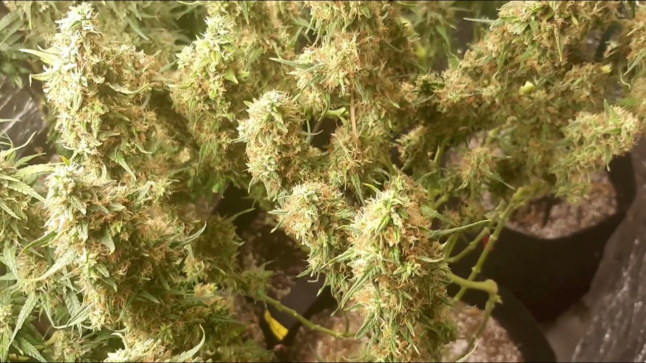 Run Five; Day 60 of flower