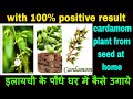 How To Grow Cardamom elaichi Plant from seed at home | cardamom seed germinate in paper towel method