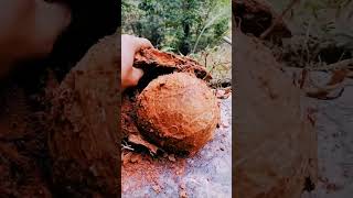 Rotten plants grow inside a coconut ?? / The would  shorts